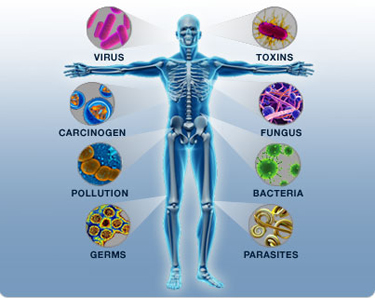 Immune system - what is and definition