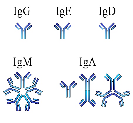 Immunoglobulin - what is and definition