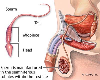 Infertility - male and female - what is, causes, symptoms and treatment