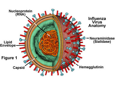 Influenza virus - symptoms, treatment and flu vaccine