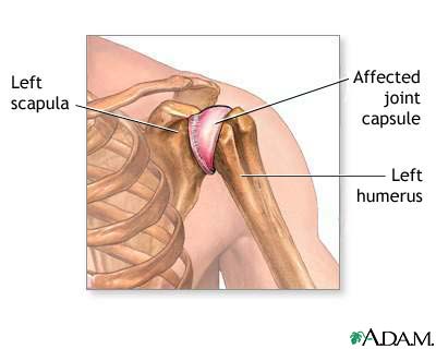 Joint - definition and function