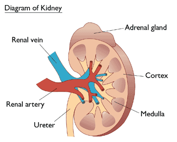 Kidneys - definition, strucrure and renal function