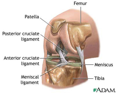 Ligament - definition, function, injury and treatment