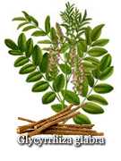 Licorice (glycyrrhiza glabra) benefits and DGL