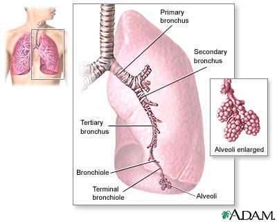 Lungs and function of lungs