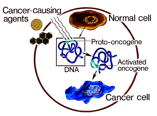 Oncogenes and cancer