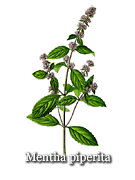 Peppermint (mentha piperita) benefits oil and tea