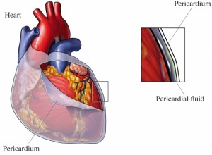 Pericardium - definition and function