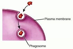 Phagocytosis definition