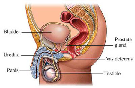 Prostate Cancer - what is, symptoms, stages, prognosis and treatment