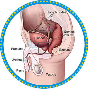 Prostate health