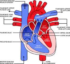 Pulmonary Veins - function and definition