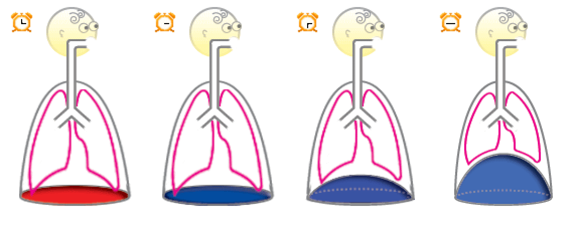 Respiratory Cycle - definition and human lungs