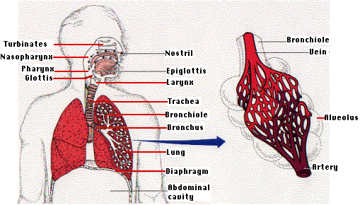 Respiratory failure - acute/chronic - symptoms and treatment