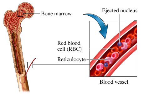 Reticulocyte definition and count