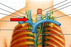 Right lymphatic duct function