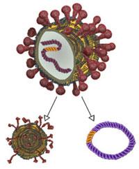 SARS virus  (severe acute respiratory syndrome)