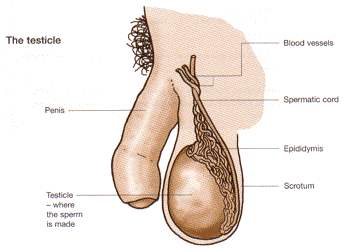 Scrotum - definition and function