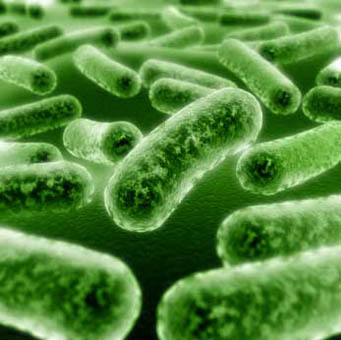 Shigellosis - symptoms and treatment