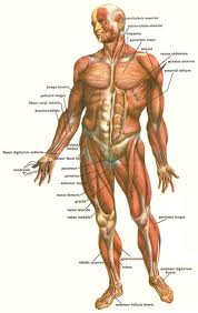 Muscle (skeletal) of the body - definition and function