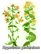St. John's wort anxiety and depression