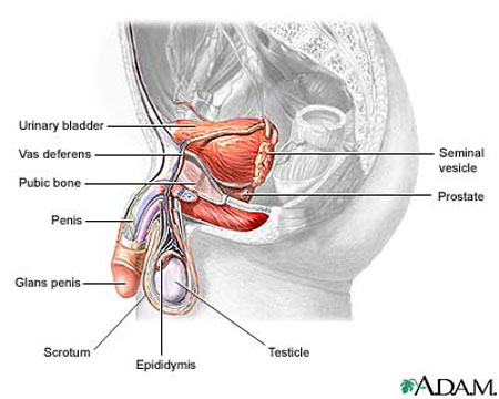 Testicular cancer - symptoms and treatment