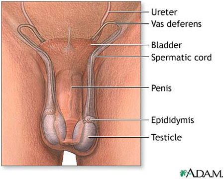 Testicular Torsion - symptoms, treatment and surgery