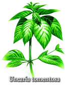 Uncaria Tomentosa (Cat’s Claw) benefits and side effects