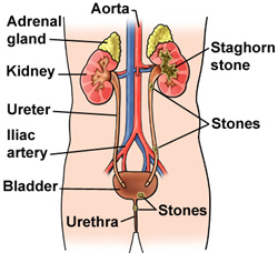 Ureter function and definition