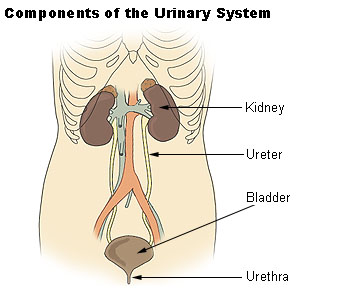 Urethra function and definition
