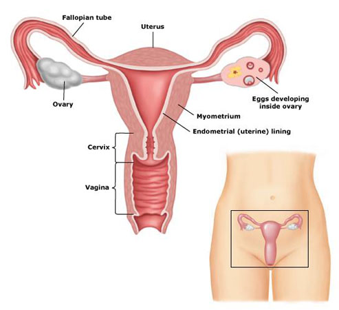 Uterus - myometrium and endometrium
