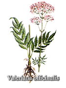 Valerian (valeriana officinalis) dosage and side effects