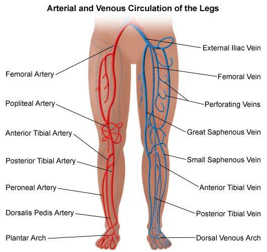 Venogram - diagnostic procedure - definition