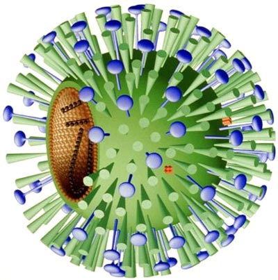 Virus (infection) definition and immune system